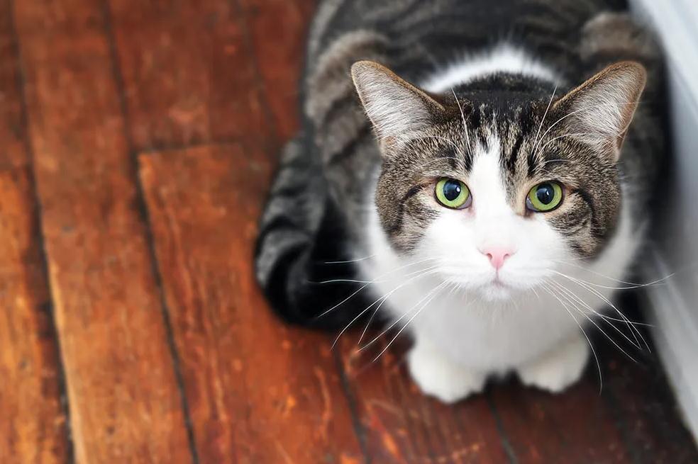 公猫太胖了怎么办（ 分享猫咪减肥知识大全）