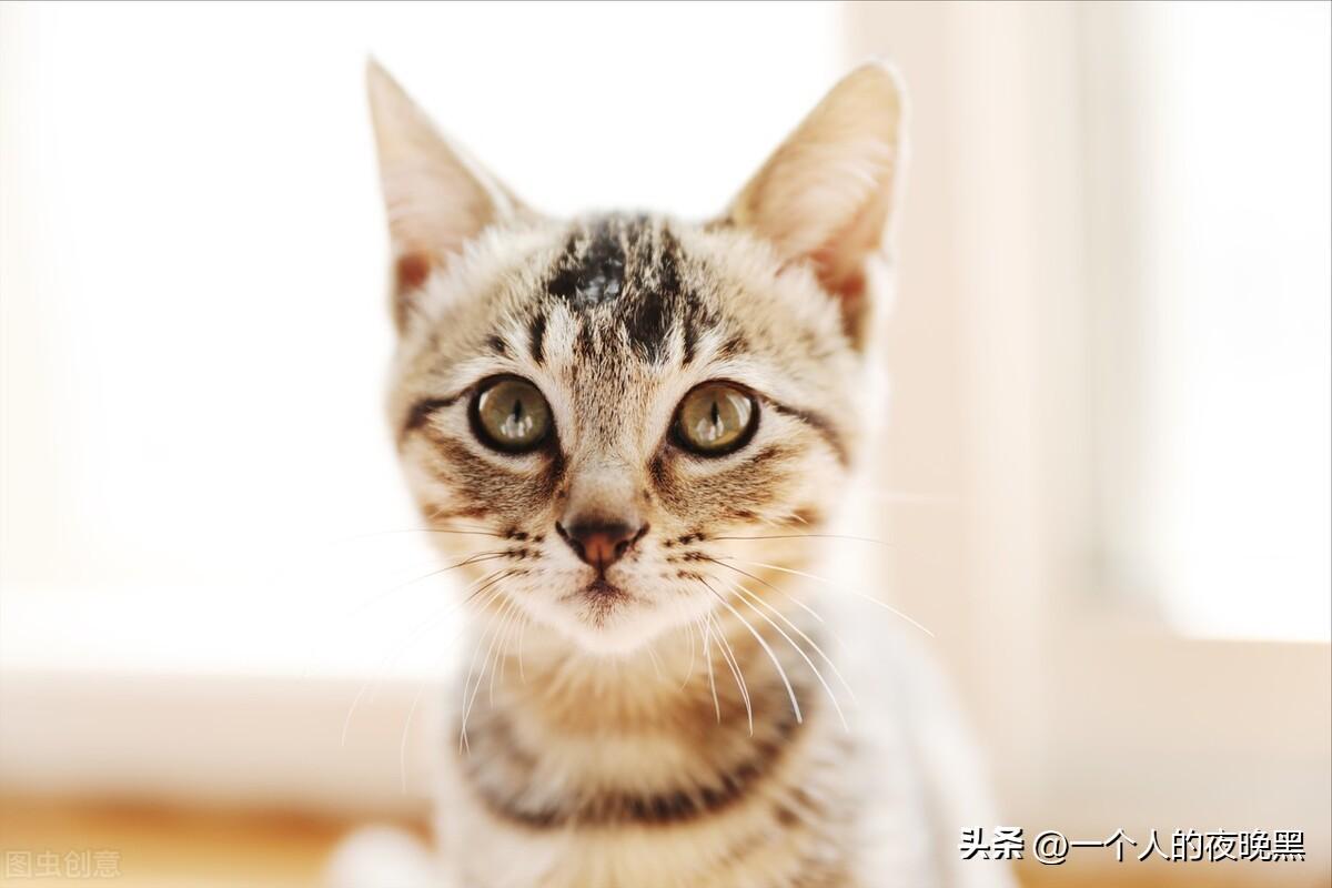 三花猫是猫中美女吗（是的下面是颜值高的三花猫图片）