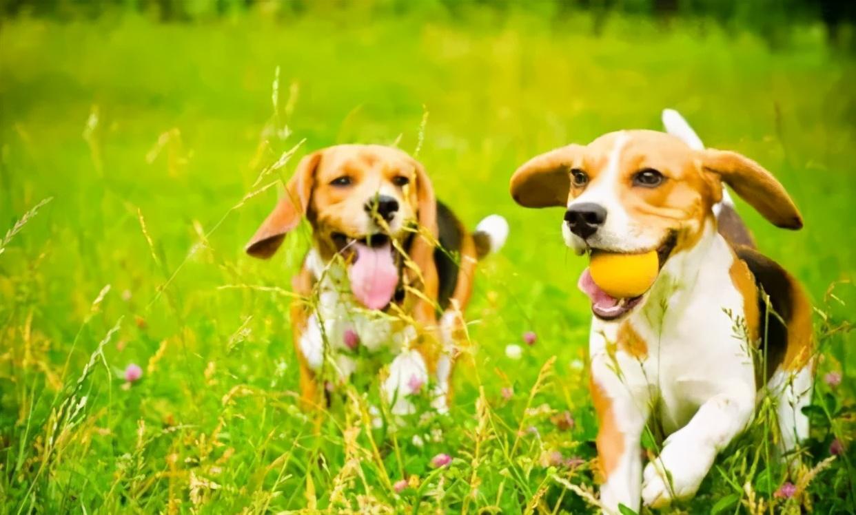 建议不养比格犬的三个原因（比格犬适合家养吗）