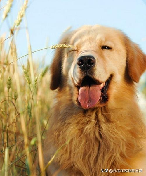 金毛犬喂养方法（金毛犬吃什么食物最好）