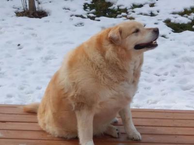 狗狗胰腺炎怎么治疗(狗狗胰腺炎怎么治疗)