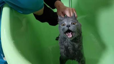 英短蓝猫图片大全（英短蓝猫有这7个优点）