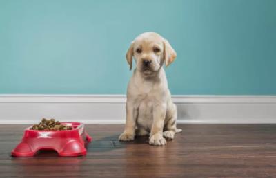 狗狗食欲不好是什么原因