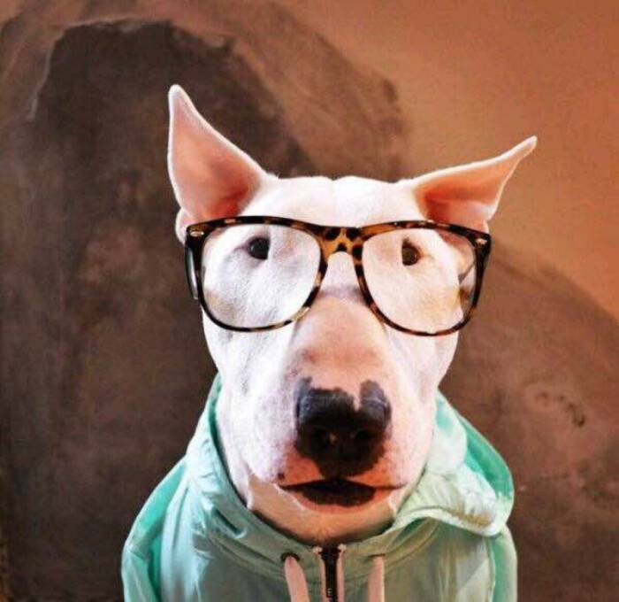 适合家养的短毛小型犬有哪些（常见小型犬品种大全）