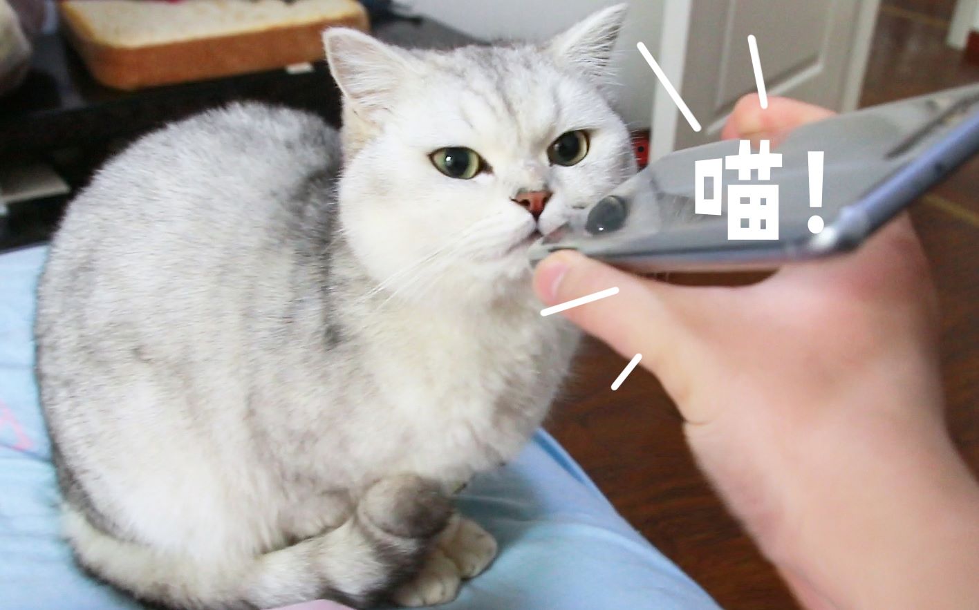 猫老在面前嗷呜叫是为啥呢（详解：资深猫奴与猫有效沟通技巧）