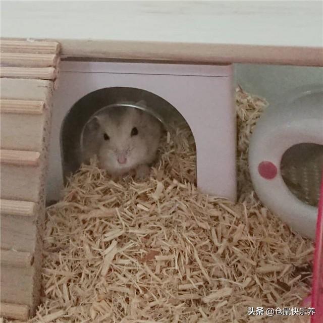 银狐仓鼠怎样才亲近主人(带你了解养银狐仓鼠的妙招)