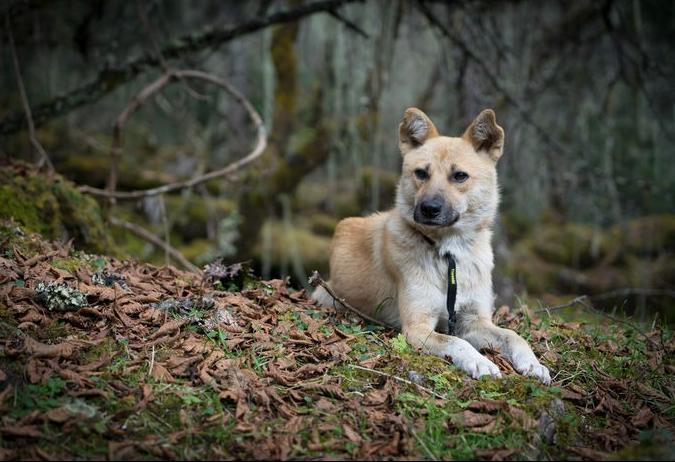 寻找狗很灵验的方法（附：农村狗丢了找回来的土方法）