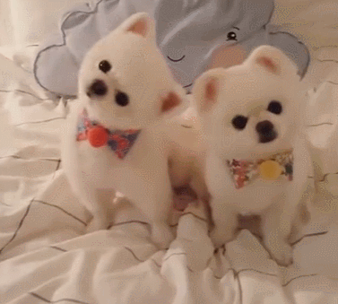 小博美要怎么养呢