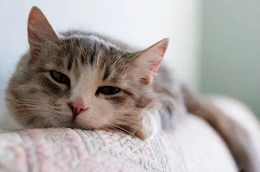 小猫拉稀吃什么药最管用呢