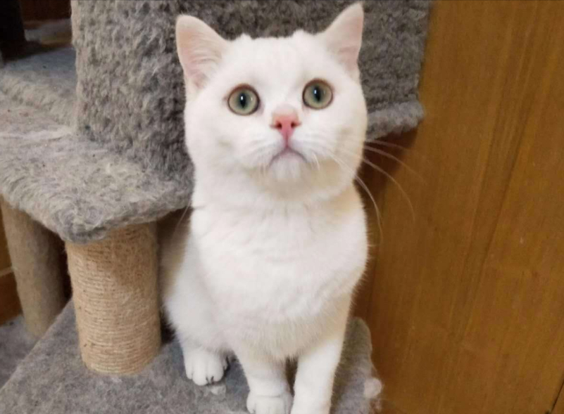 英短猫怎么养比较好（详解：养英短猫的注意事项）