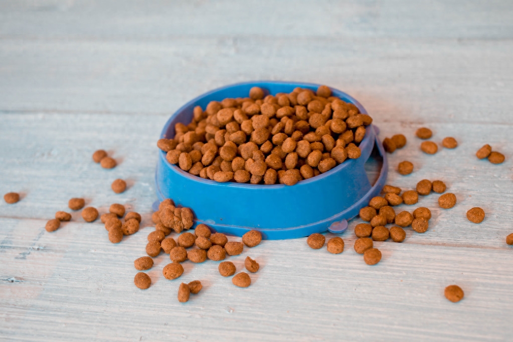 狗狗身体一阵一阵哆嗦怎么办（危：意味着6种不好的情况）