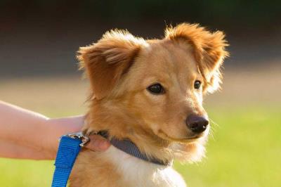 狗狗误食蟑螂药12个小时内有事吗