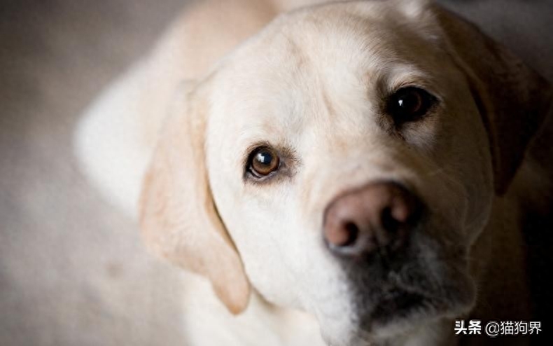 狗临死前最后一叫声代表什么（附：嚎叫可能是被某种疾病折磨导致死去）