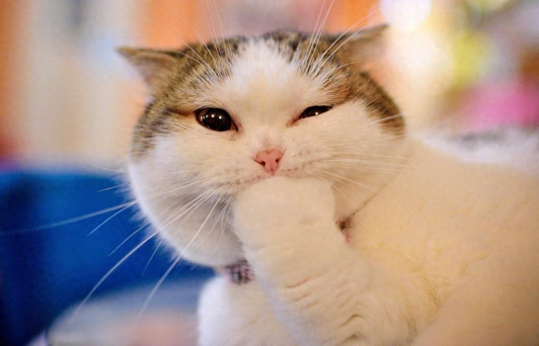 公猫太胖了怎么办（ 分享猫咪减肥知识大全）