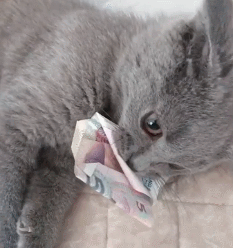 为什么不建议养英短蓝白(英短蓝白好养吗)