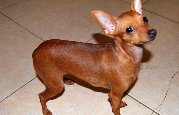 后悔养小鹿犬的人多吗（详解：不敢养小鹿犬的几个原因）