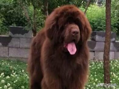 纽芬兰犬怎么喂养