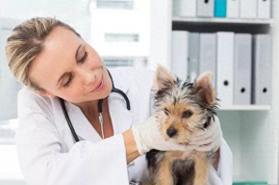 比熊一到12个月变化图有吗（附：比熊0-12月龄变化和体重的对照）