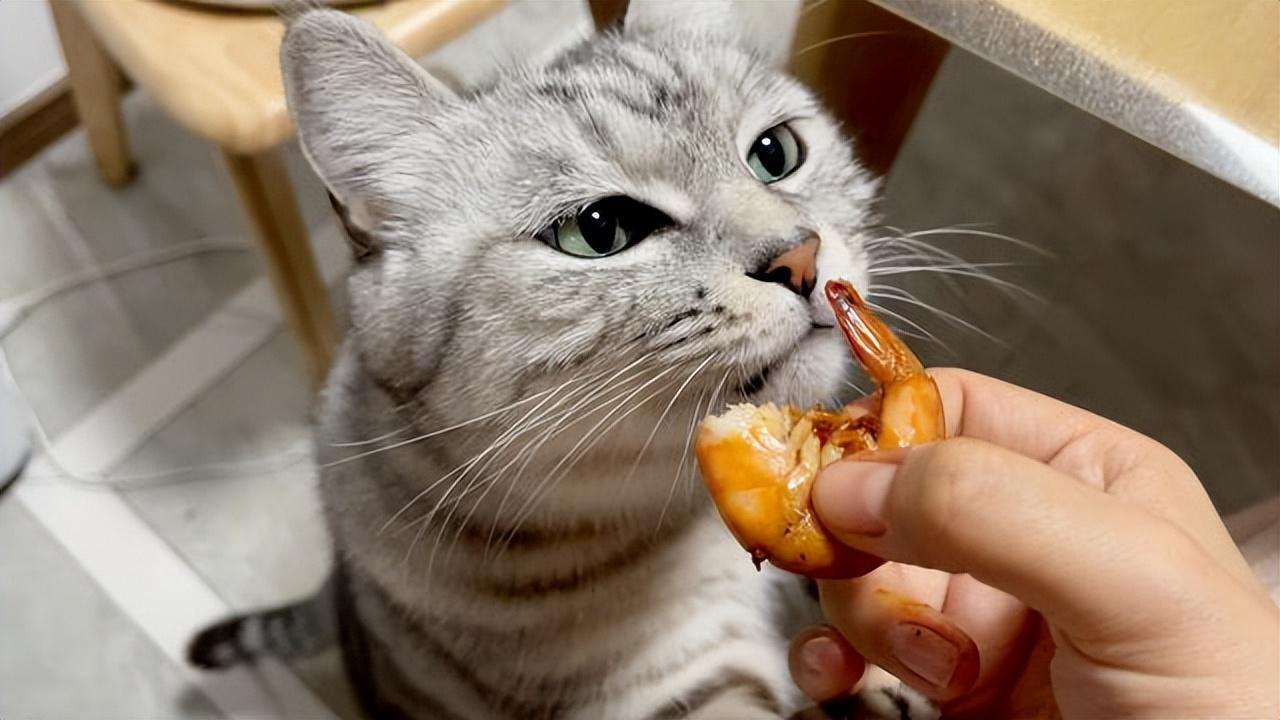 猫可以吃豆腐吗熟的(盘点新手养猫注意事项)