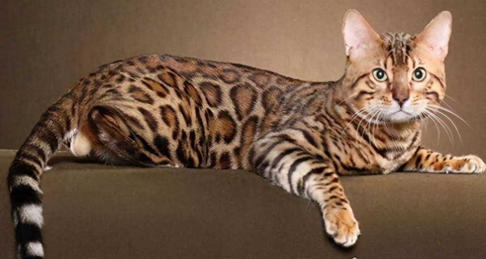 世界十大禁养名猫有哪些（附：不建议养的10种违法猫咪）