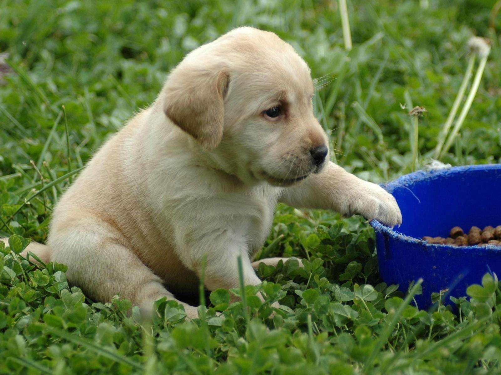 宠物狗的品种有哪几种（10种家养宠物犬排行名单）