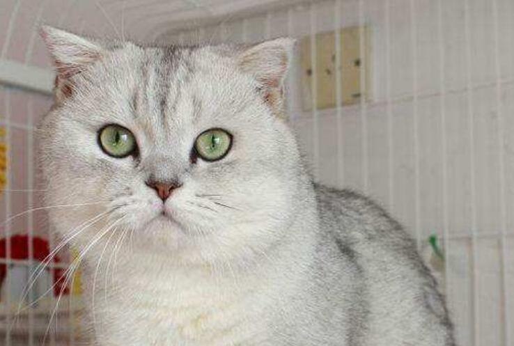 银白猫的爪垫颜色