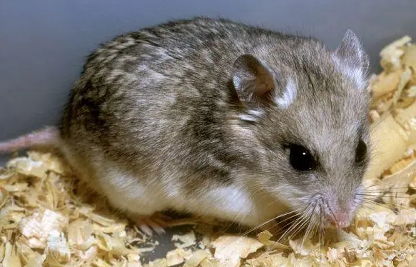 仓鼠可以吃桃子吗