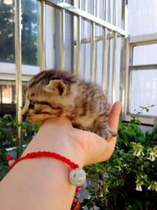 母猫快生当天的症状 怎么让猫咪认产房