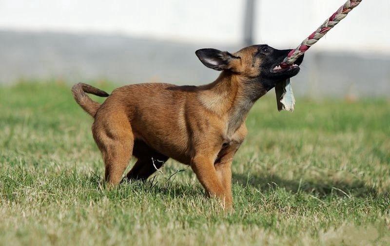 马犬如何看品相(详解:挑选马犬幼犬的小窍门)