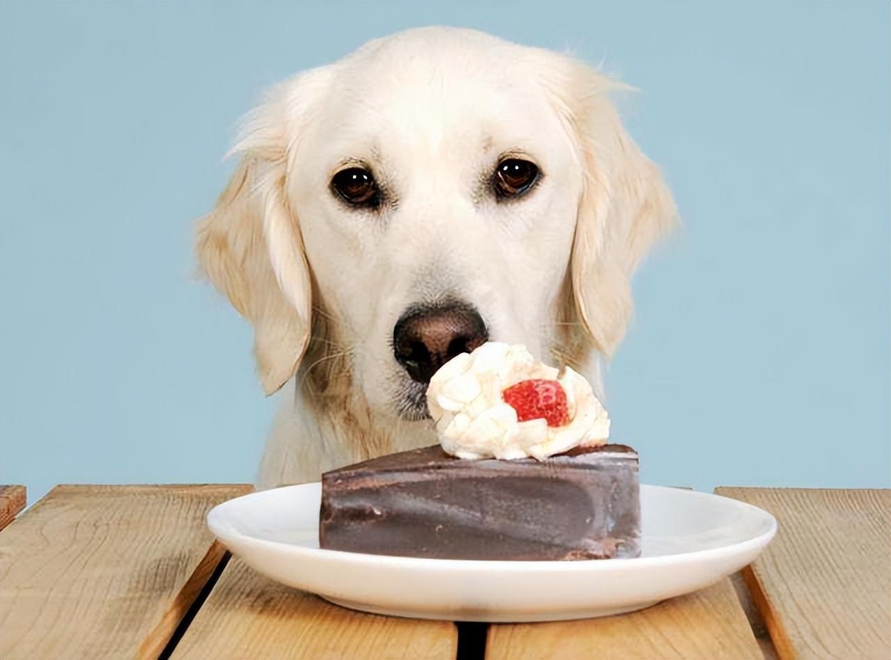 狗狗训练方法都有哪些呢（详解：训练狗狗的基本几个动作）