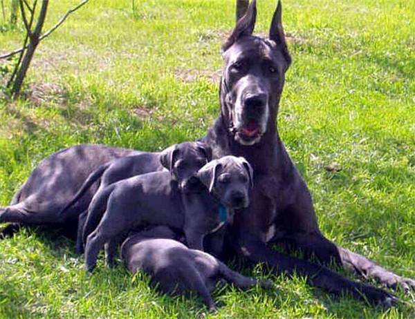 马士提夫犬世界上最大的狗（附：适合家养的霸气巨型犬）