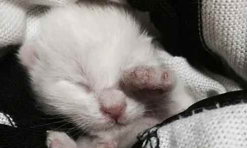 小猫几天睁眼（一般7到14天左右,猫咪会自行睁眼,无需人工帮助）