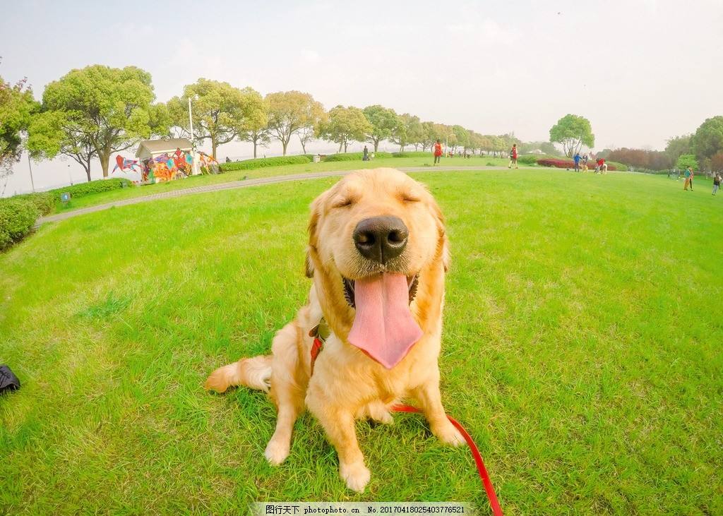 了解训练金毛的最佳方法（金毛犬如何训练）