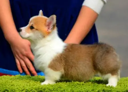 普通品相和血统一般的柯基价位