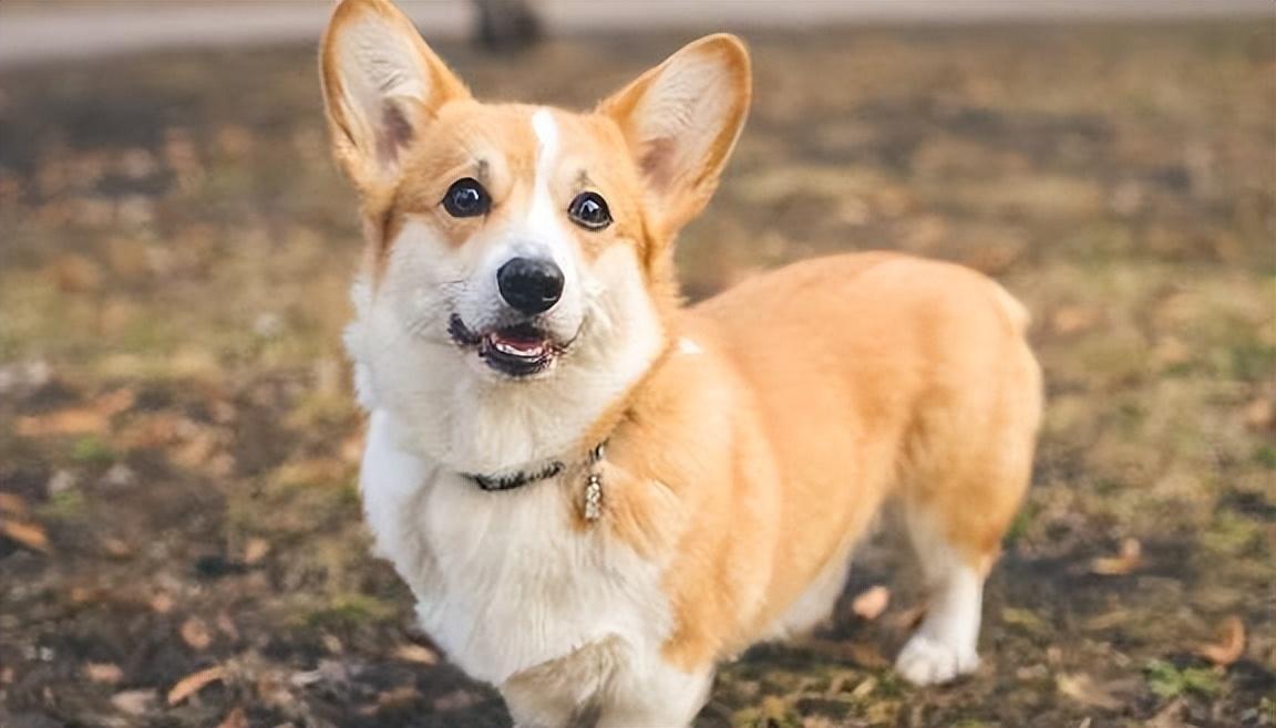 养柯基的九大好处和坏处（柯基犬的优缺点有哪些）