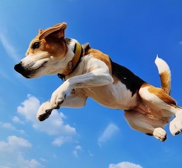 关于六大不养比格犬的原因(比格犬为什么不建议养)