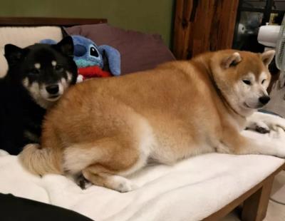 狗狗胰腺炎怎么治疗