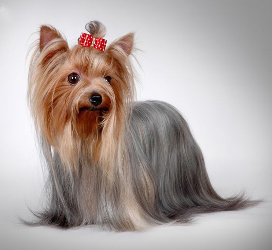 宠物犬排名及图片大全（宠物犬种类大全及名称）