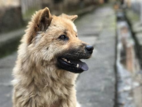 狗狗身体一阵一阵哆嗦怎么办（危：意味着6种不好的情况）