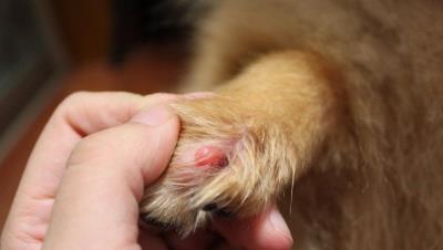 狗狗经常舔哪几个地方（狗狗脚掌缝发红一直舔）