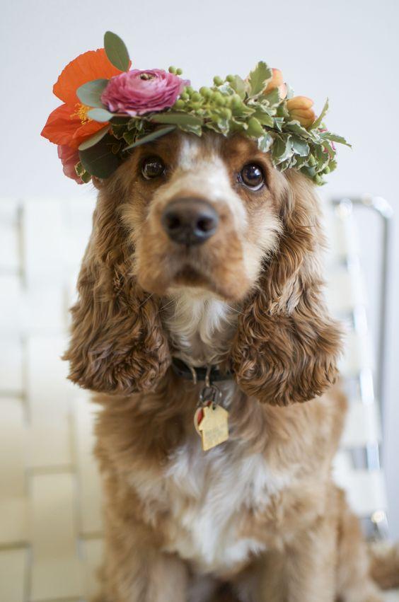 可卡犬为什么没人养（了解养可卡的好处与坏处）