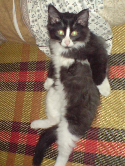 四蹄踏雪猫为什么贵 标准的四蹄踏雪狸花猫