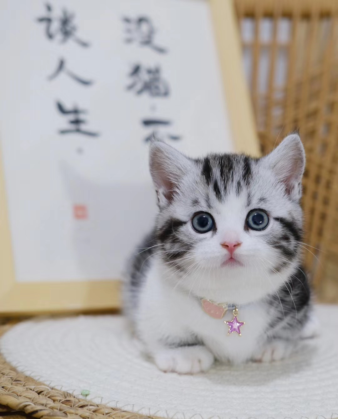 美短一般的价位如何