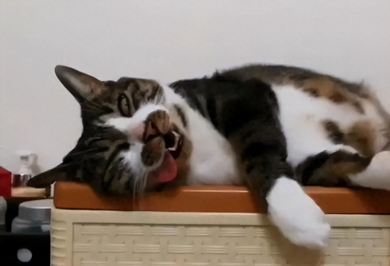 猫咪能吃蓝莓吗（附：猫能吃的果蔬红黑榜大合集）