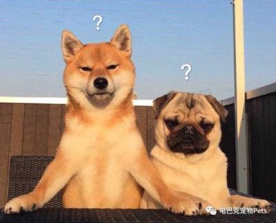 狗狗阴道肿了(狗狗の大姨妈)