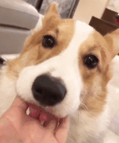 柯基犬怎么喂养