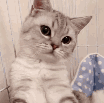 猫知道自己换主人了吗（附：猫有长期记忆及短期记忆）