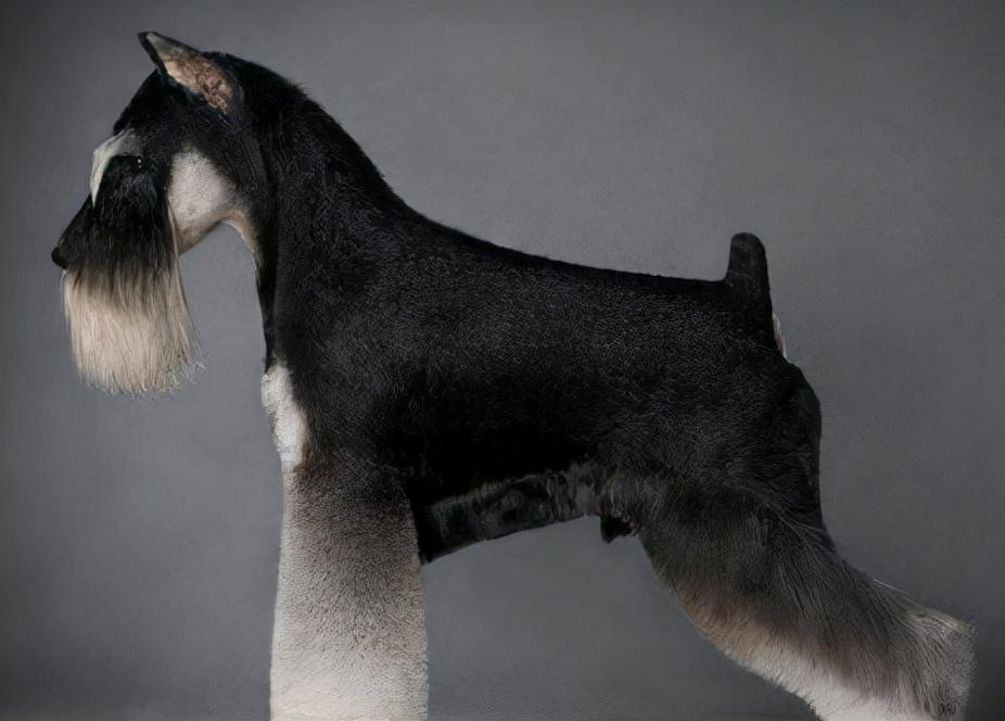 第一次养什么狗比较好（适合新手养的狗狗推荐）