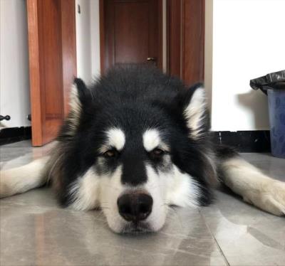 狗在危险的时候真的会保护主人吗（主人蹲下对狗狗的意义）