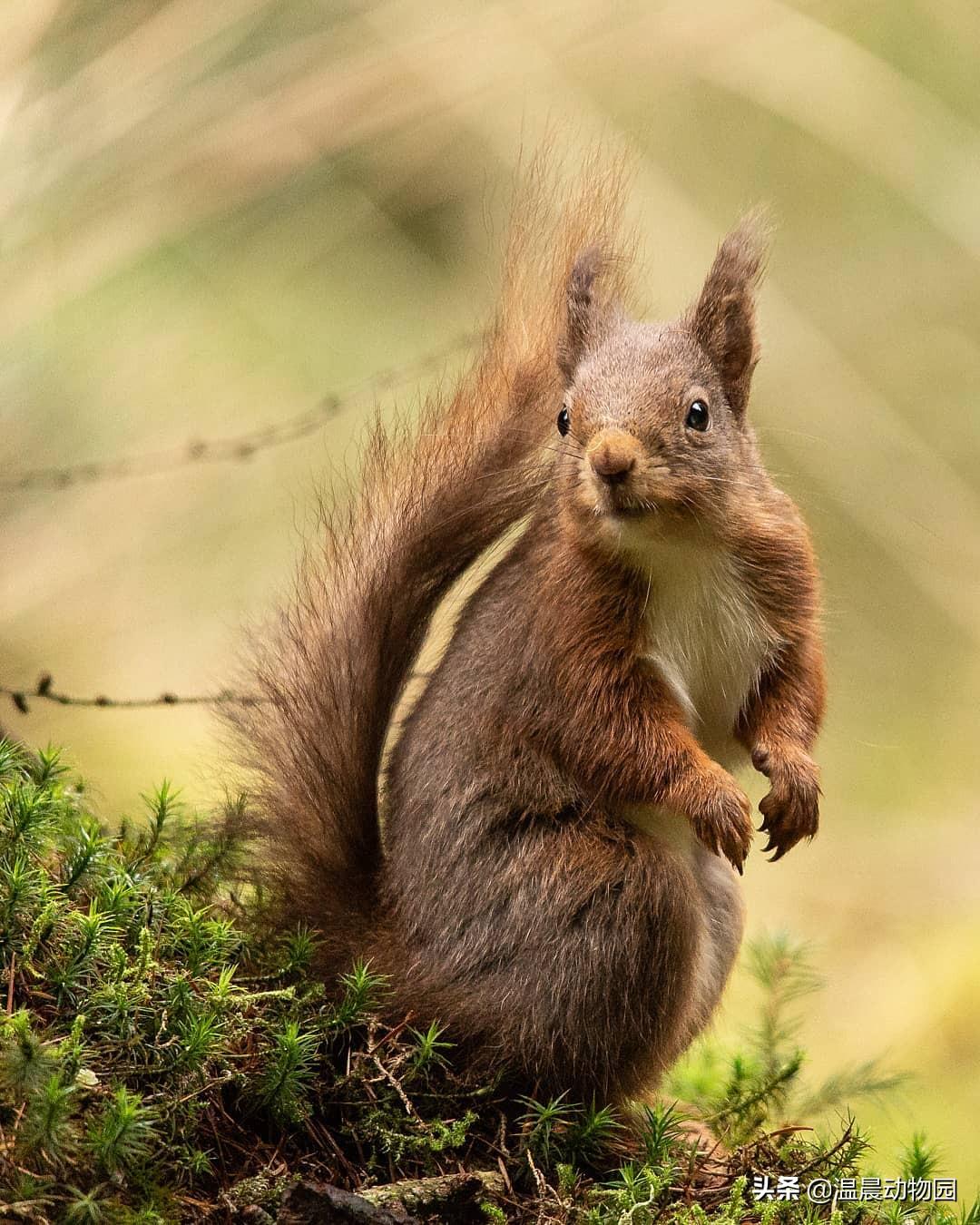 魔王松鼠真的如网传 的一样软萌吗（附：魔王松鼠图）